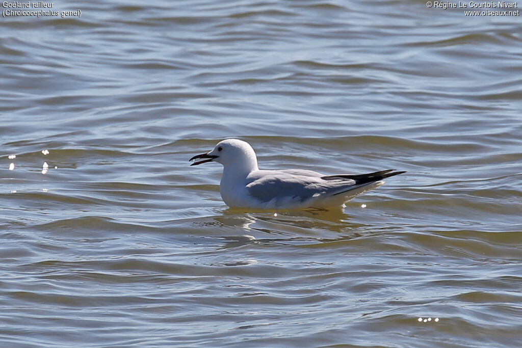 Slender-billed Gull