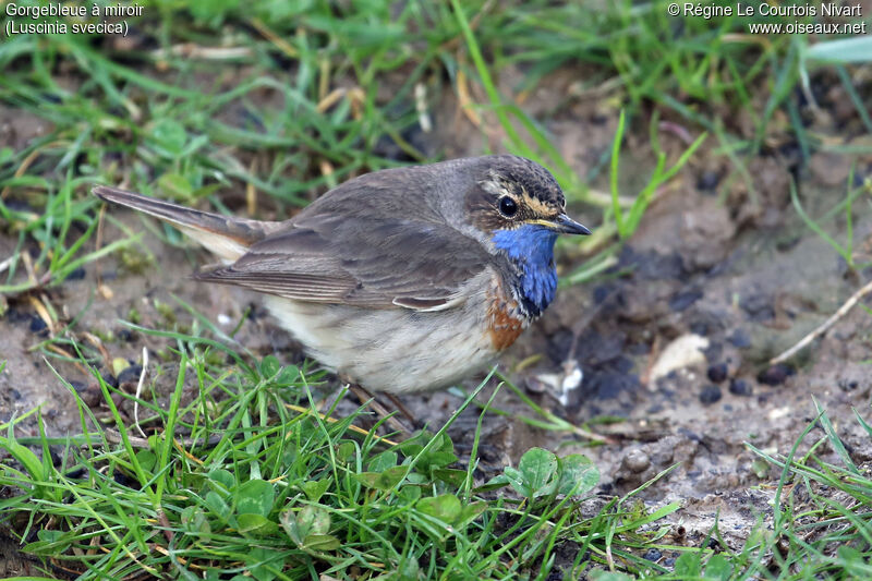 Bluethroat