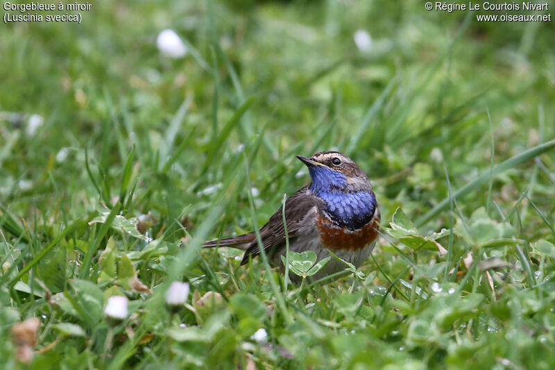 Bluethroat