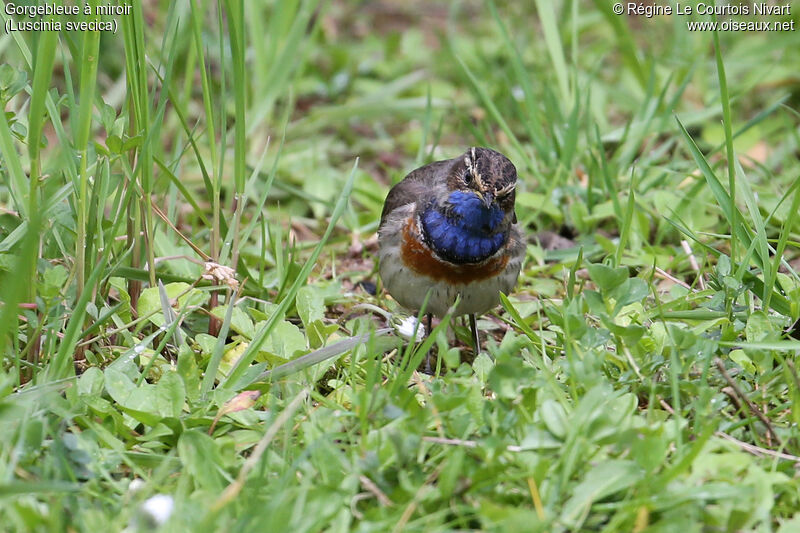 Bluethroat