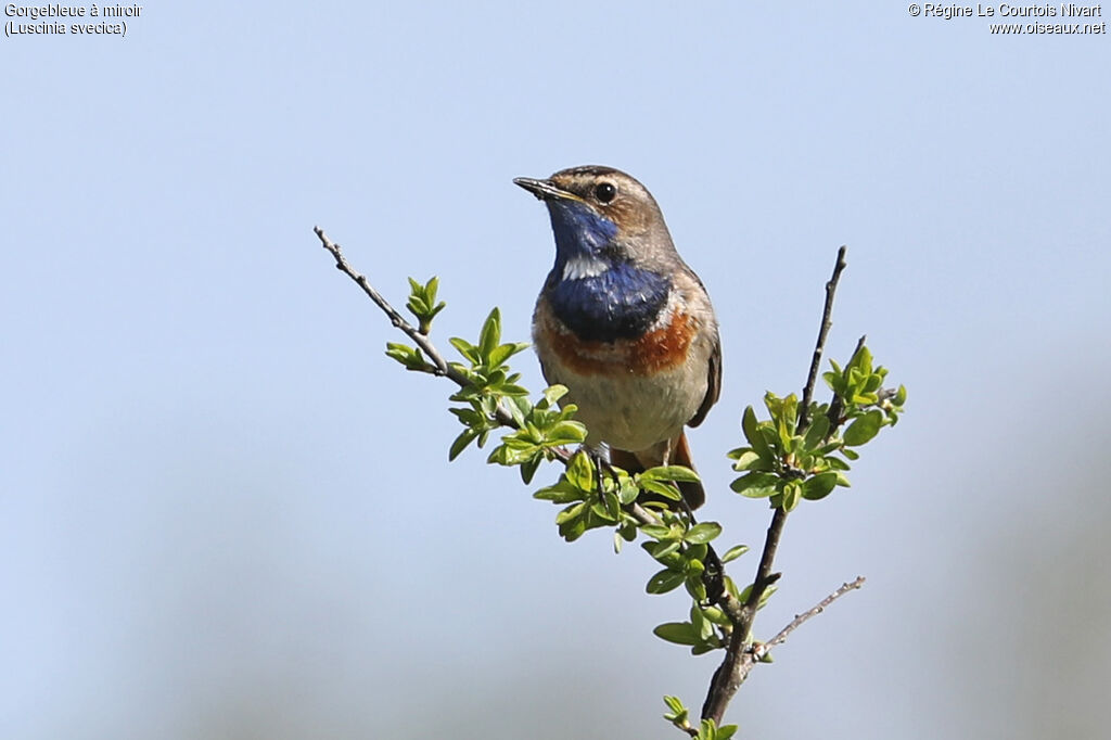 Gorgebleue à miroir mâle
