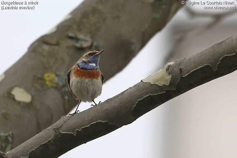 Bluethroat