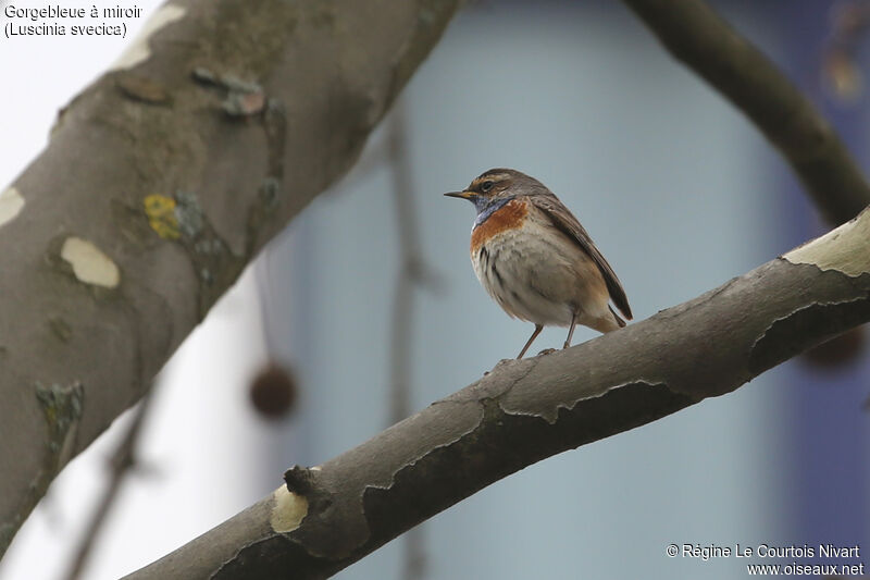 Bluethroat