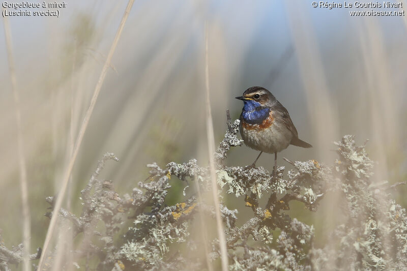 Bluethroat