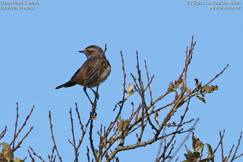 Bluethroat