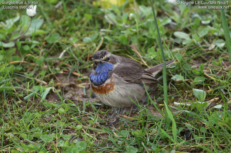 Bluethroat