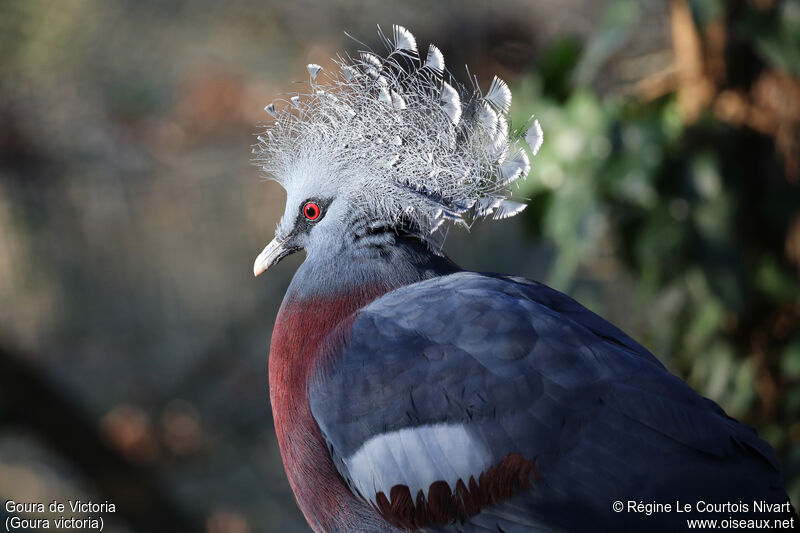 Victoria Crowned Pigeon