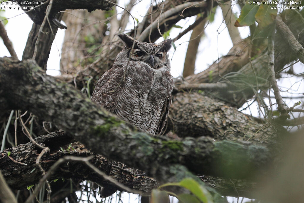 Grand-duc d'Amérique