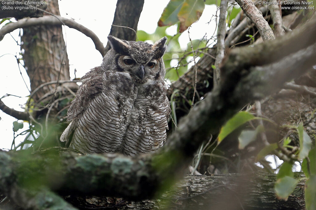 Grand-duc d'Amérique