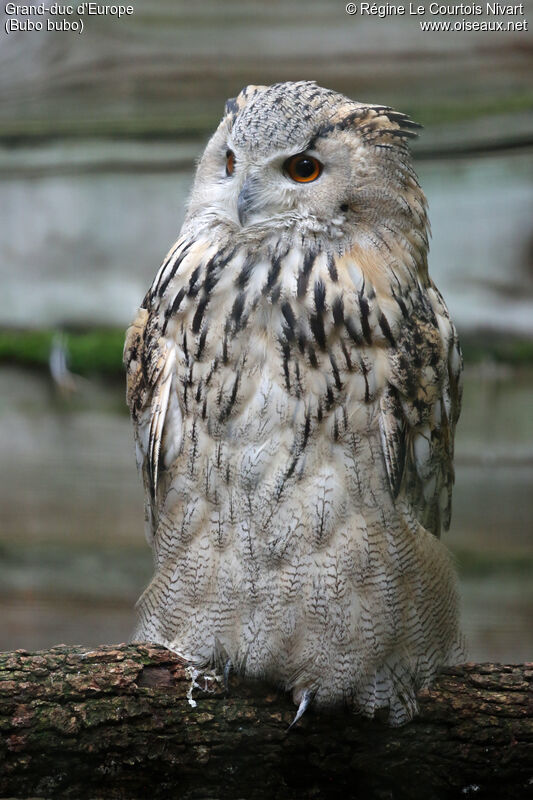 Eurasian Eagle-Owl