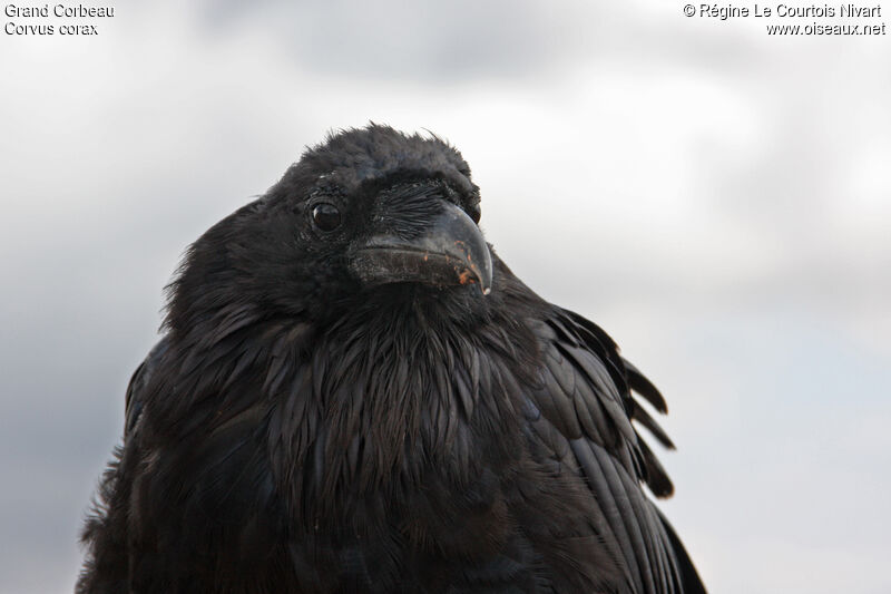 Northern Raven