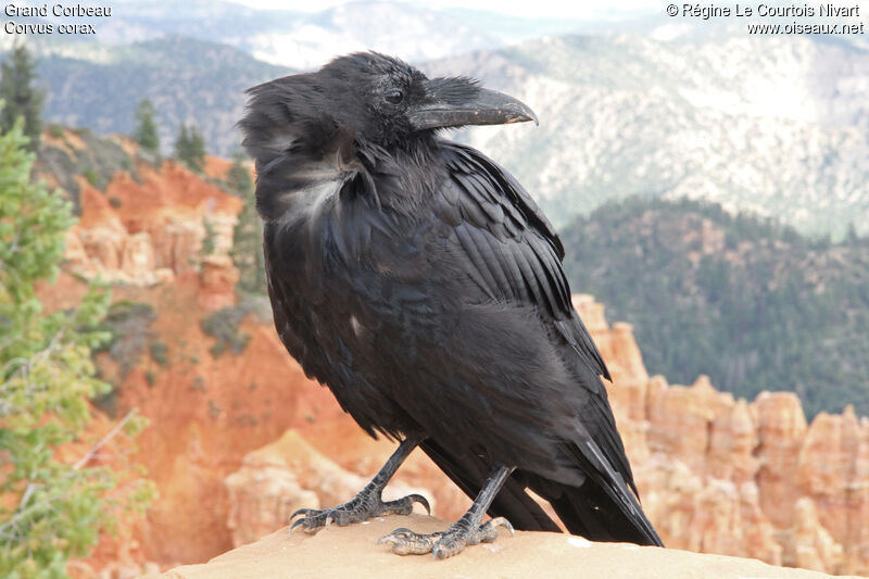 Northern Raven