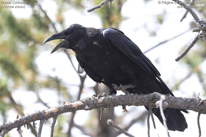 Northern Raven