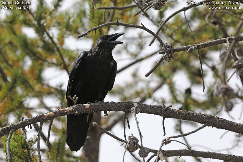 Northern Raven