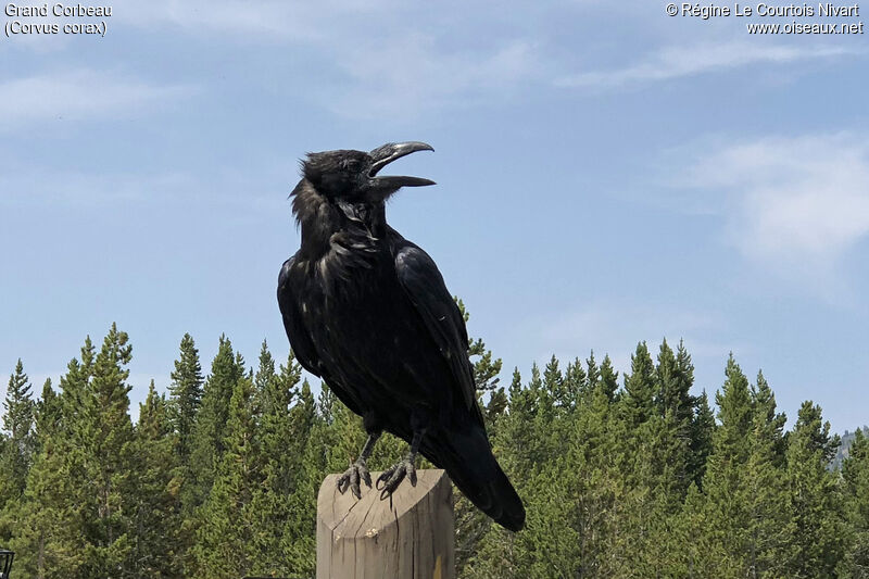 Northern Raven