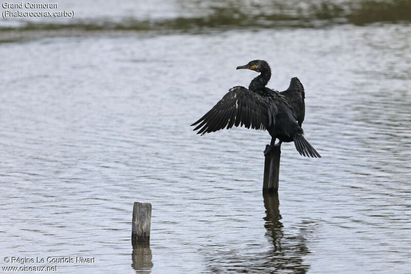 Grand Cormoran