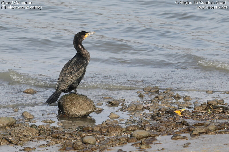 Great Cormorant