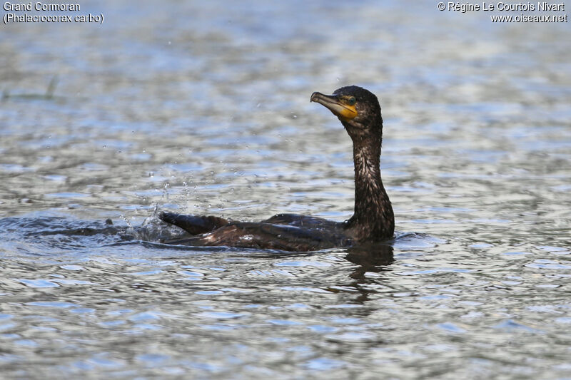 Great Cormorant