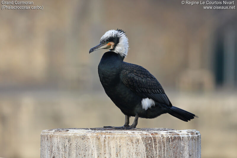 Great Cormorantadult breeding