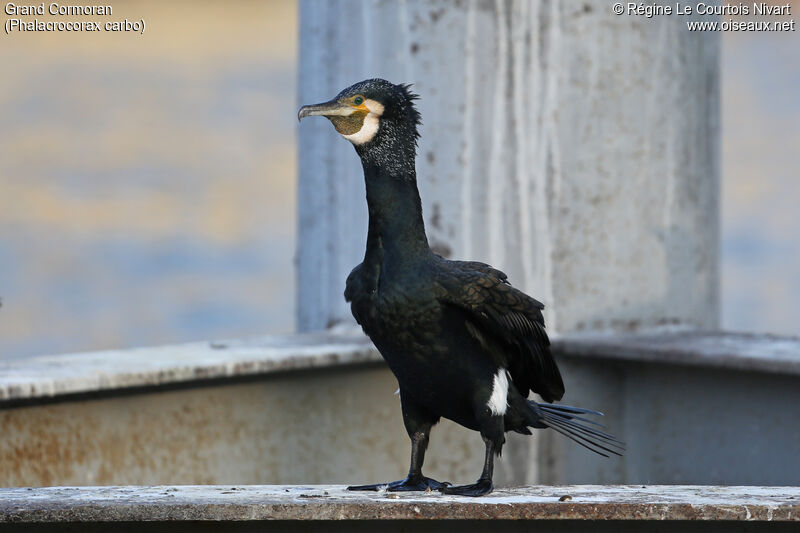 Great Cormorant