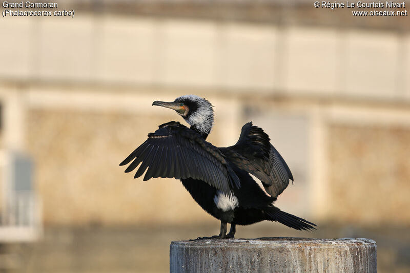 Great Cormorant