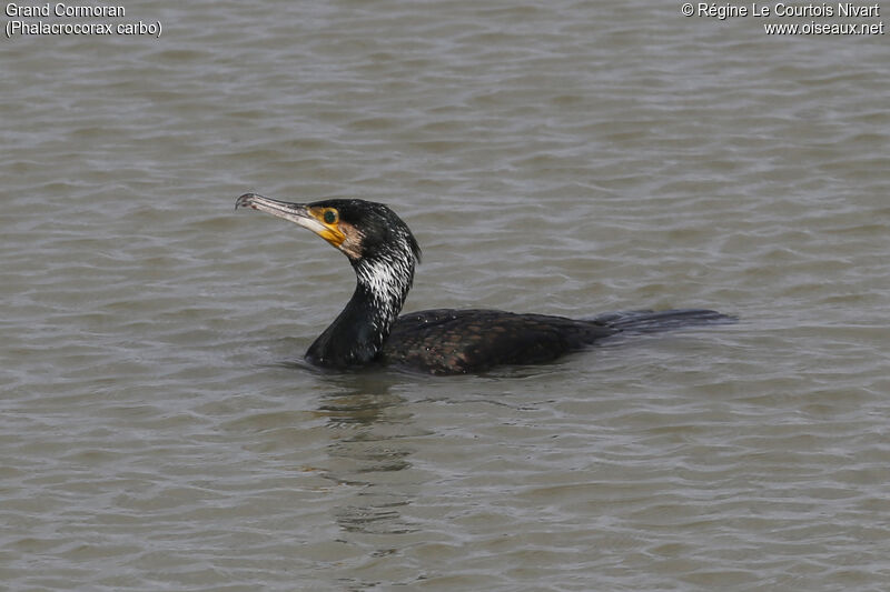 Grand Cormoran