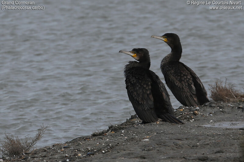 Great Cormorant