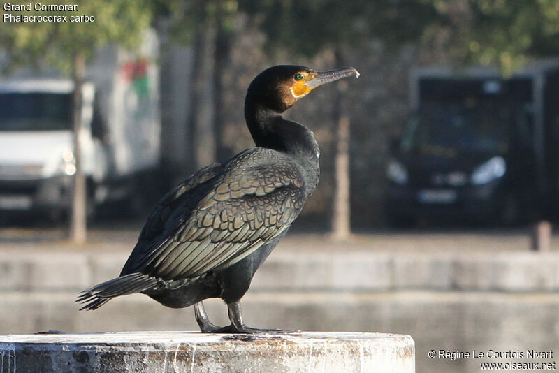 Great Cormorant