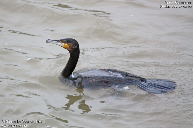 Great Cormorant, Behaviour