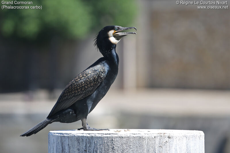 Great Cormorant