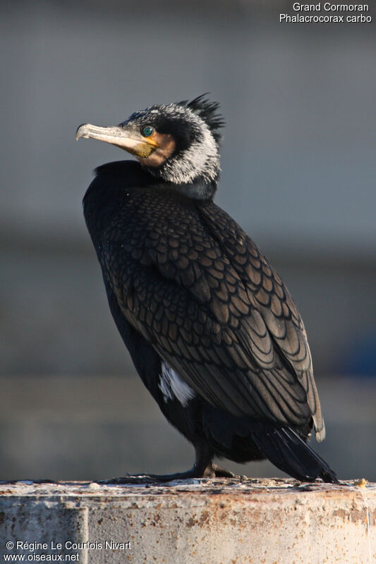 Great Cormorant, identification