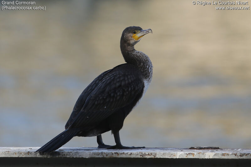 Grand Cormoranimmature