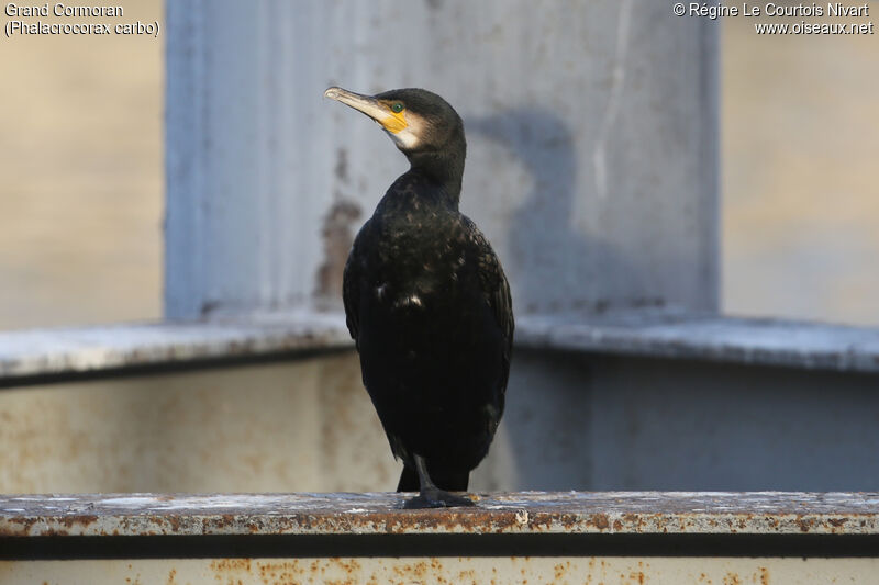 Grand Cormoranadulte