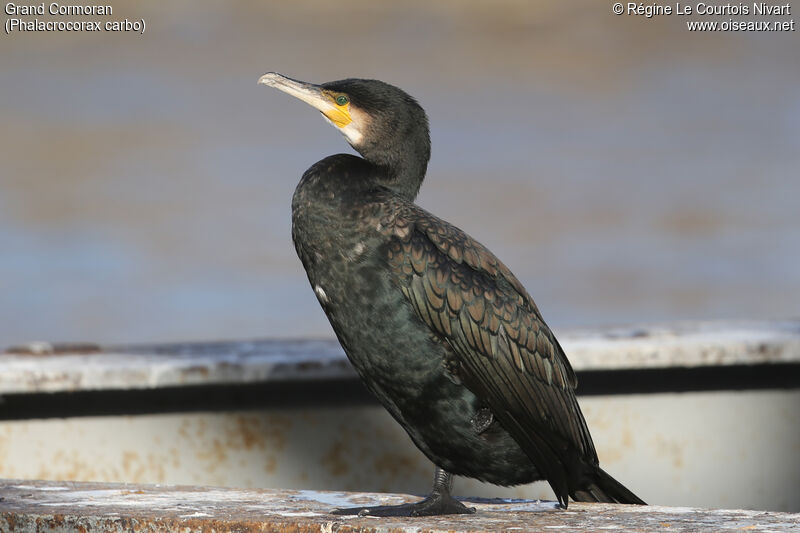 Grand Cormoranadulte