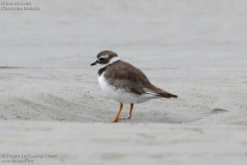 Common Ringed Plover