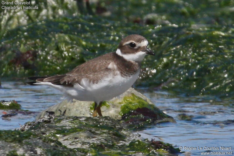 Common Ringed Ploverjuvenile