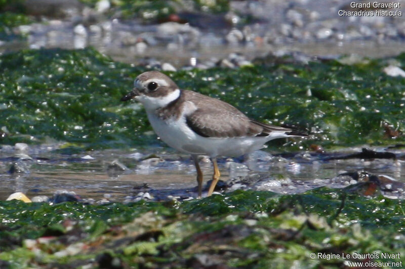 Common Ringed Ploverimmature