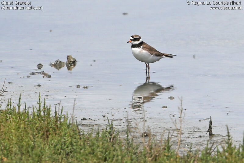 Common Ringed Plover