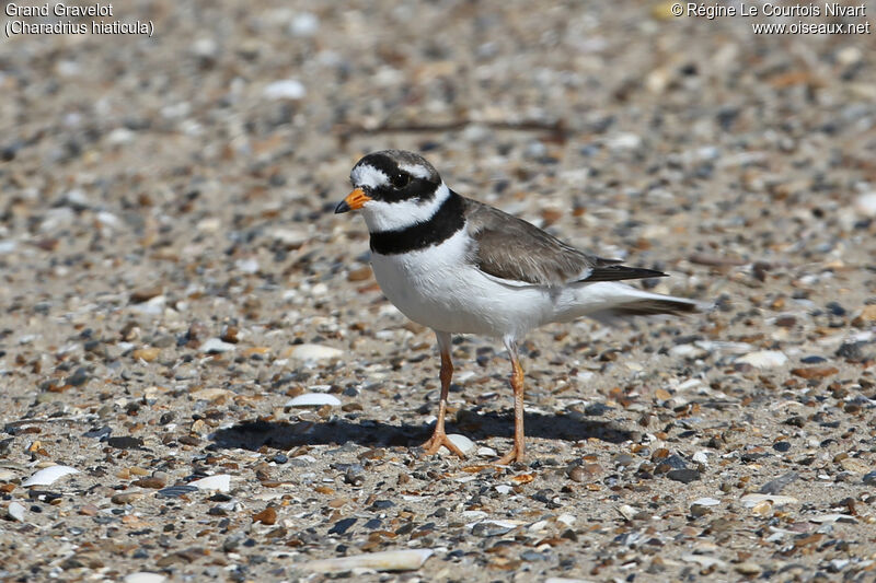 Common Ringed Plover