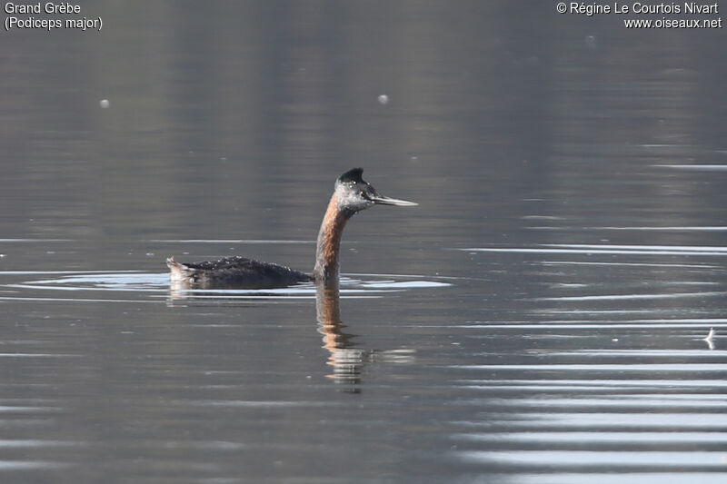 Great Grebe