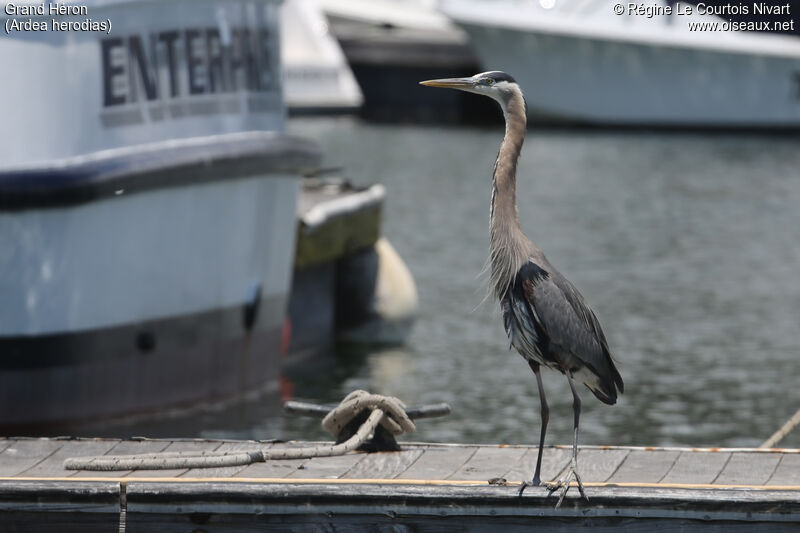 Great Blue Heron, habitat