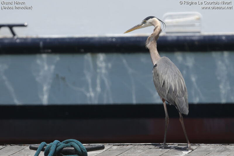 Great Blue Heronadult