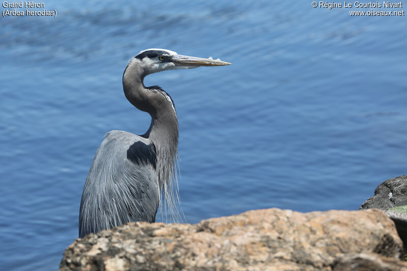 Great Blue Heron, close-up portrait