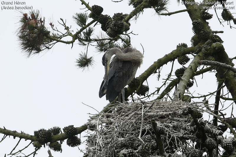 Great Blue Heronjuvenile, Reproduction-nesting