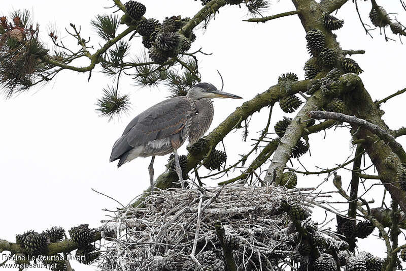 Great Blue Heronjuvenile, Reproduction-nesting