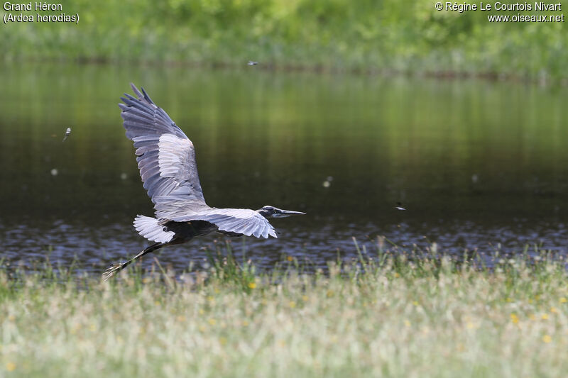 Great Blue Heron, Flight