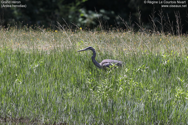 Great Blue Heron