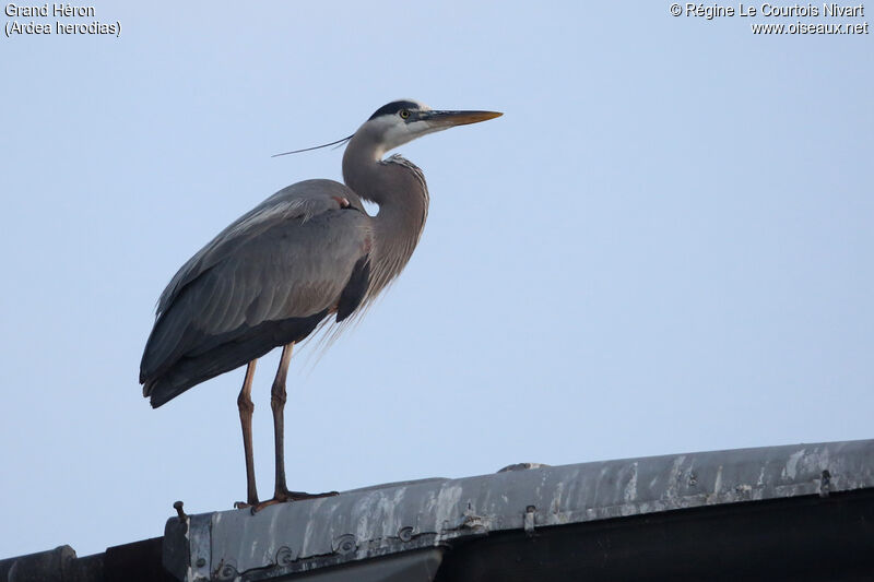 Great Blue Heron