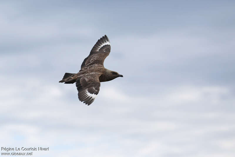 Great Skuaadult, Flight