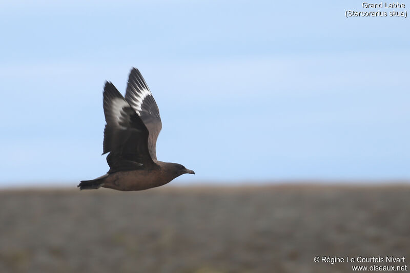 Great Skua